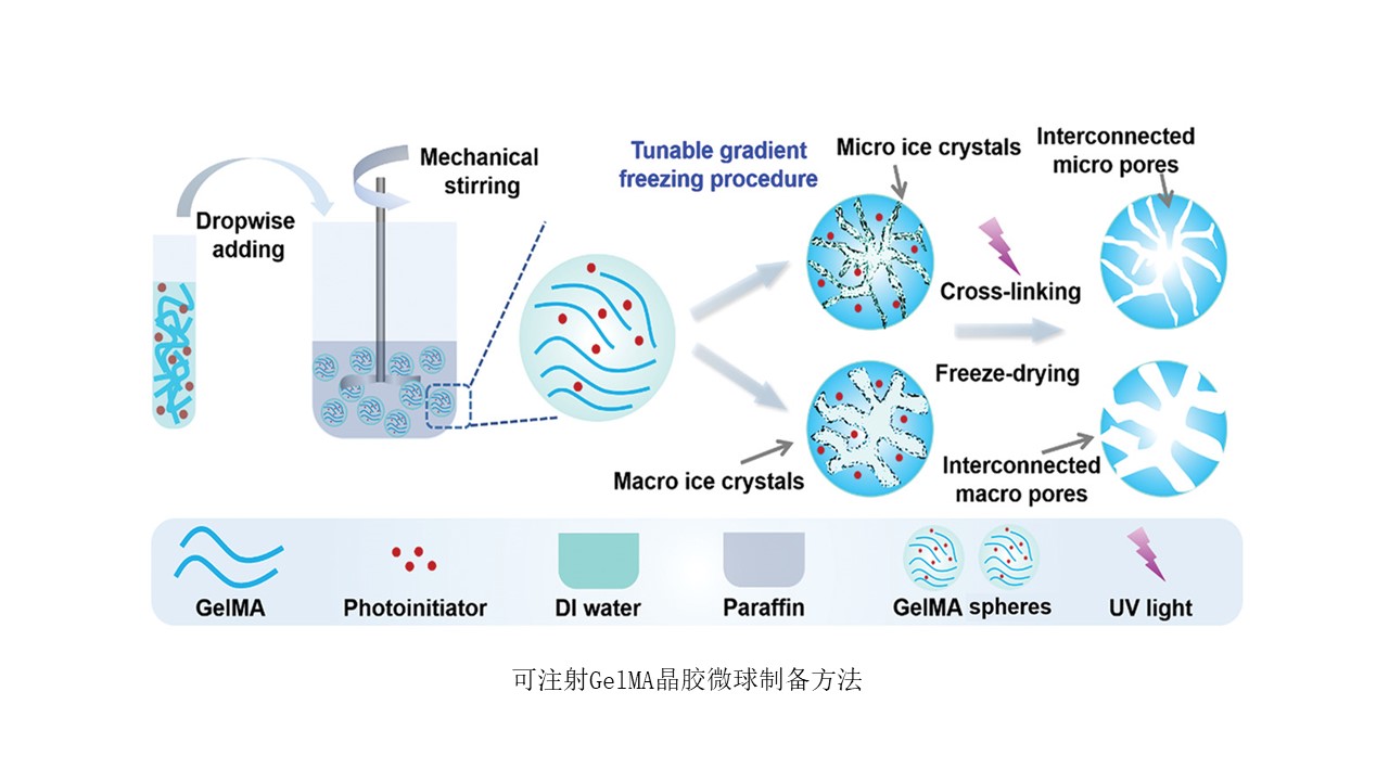我院兒童口腔科葛立宏、趙玉鳴教授團(tuán)隊(duì)發(fā)表促細(xì)胞高效遞送可注射微載體創(chuàng)新研究成果