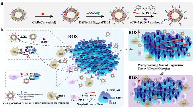 我院魏世成教授課題組構(gòu)建新型免疫脂質(zhì)體提升免疫抑制劑PD-L1的抗腫瘤治療效果